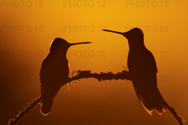 Magnificent Hummingbirds (Eugenes fulgens)