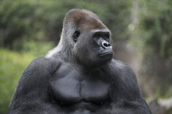 Silverback