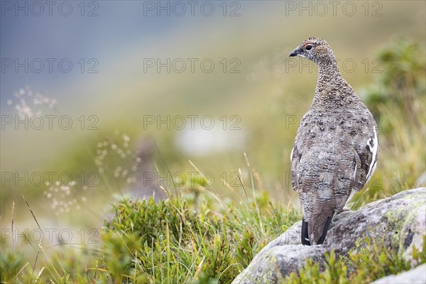 Rock Ptarmigan (Lagopus muta) sits on rock