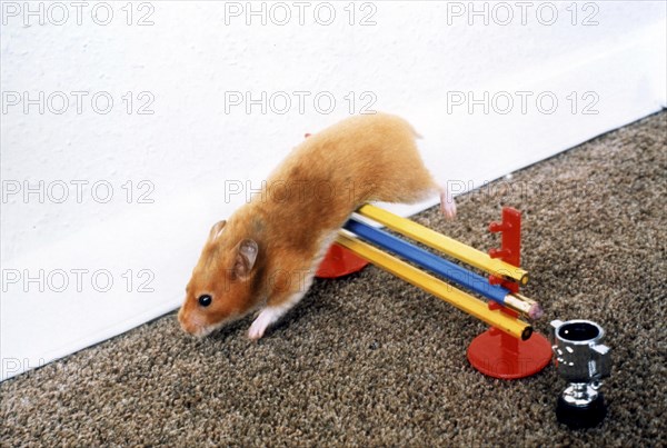 Hamster at the hurdles