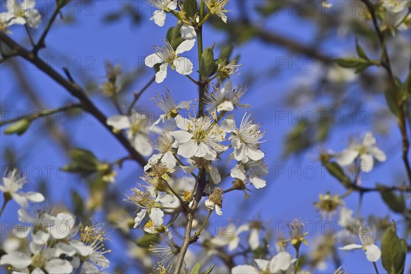 White blossoms