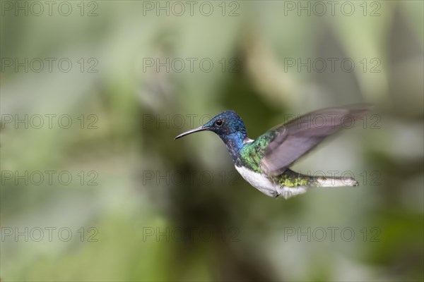 White-necked jacobin (Florisuga mellivora) in flight