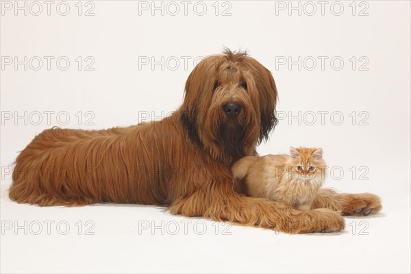 Briard or Berger de Brie