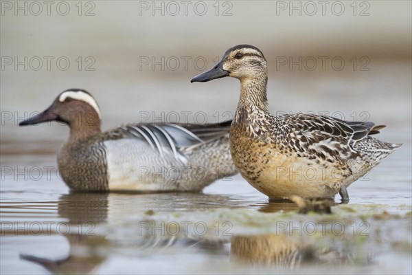 Garganey (Anas querquedula)