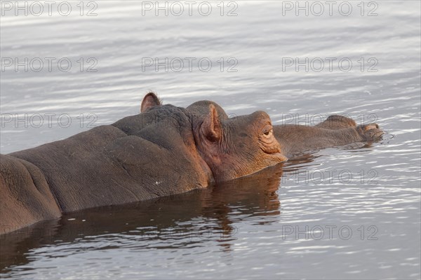 Hippopotamus (Hippopotamus amphibius) bathing in the Olifants River