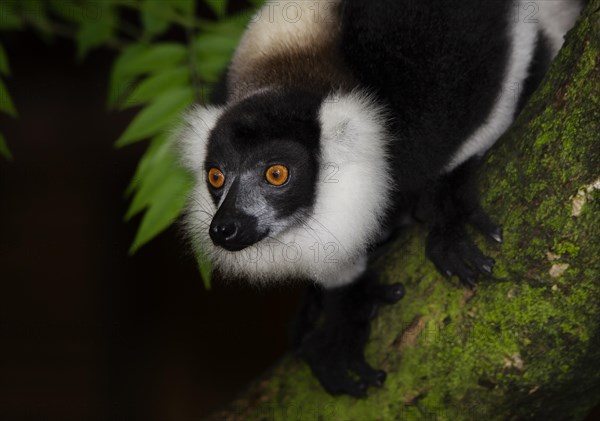 Black-and-white ruffed lemur (Varecia variegata)