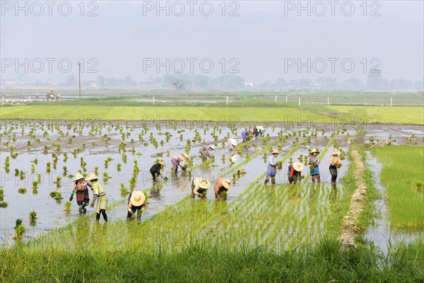 Farmers working in a rice field