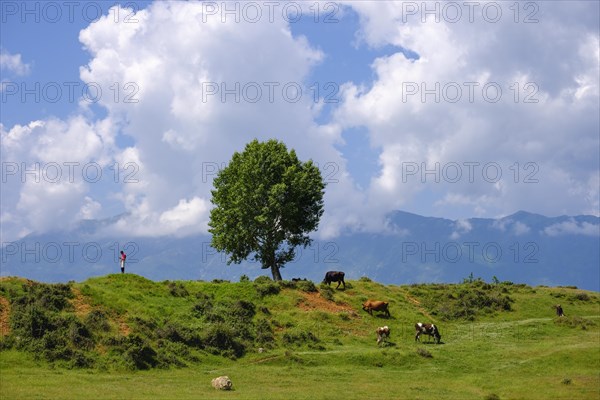 Cows and herdsman