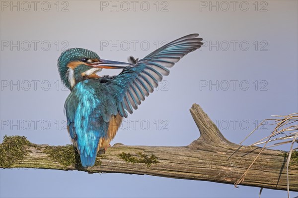 Common kingfisher (Alcedo atthis)