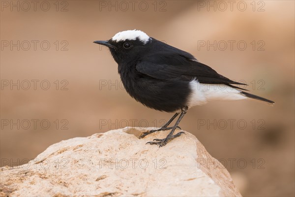 White-crowned Wheatear (Oenanthe leucopyga)