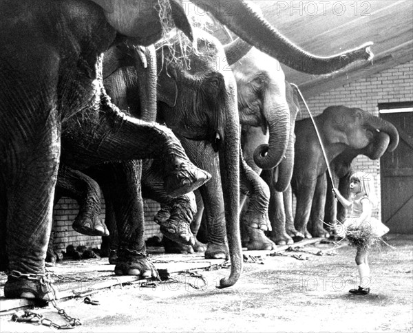 Elephant tamer