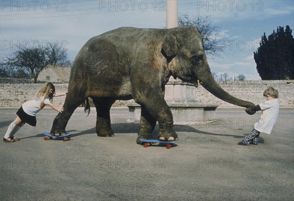 Elephant on skateboard
