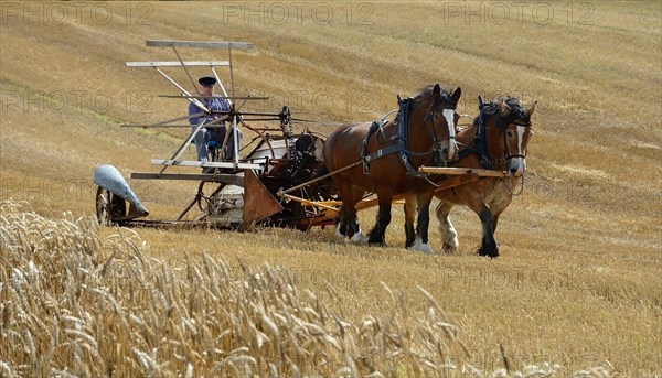 Nostalgic harvest with horses