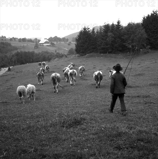 Shepherd with cows on the way on fields