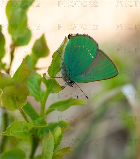 Green hairstreak (Callophrys rubi)