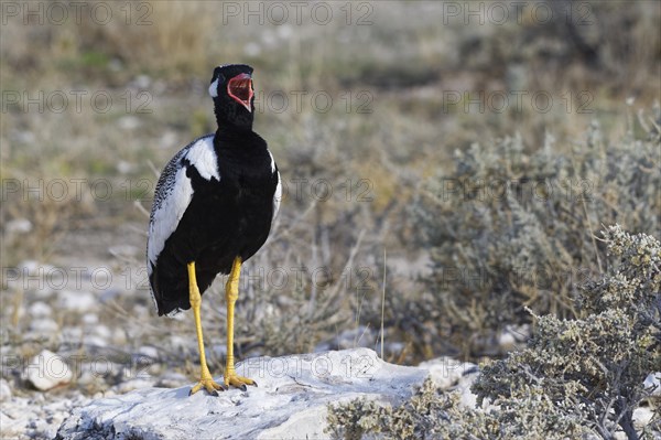 Northern black korhaan (Afrotis afraoides) on a block of stone