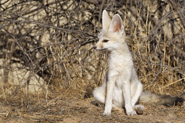 Cape fox (Vulpes chama)