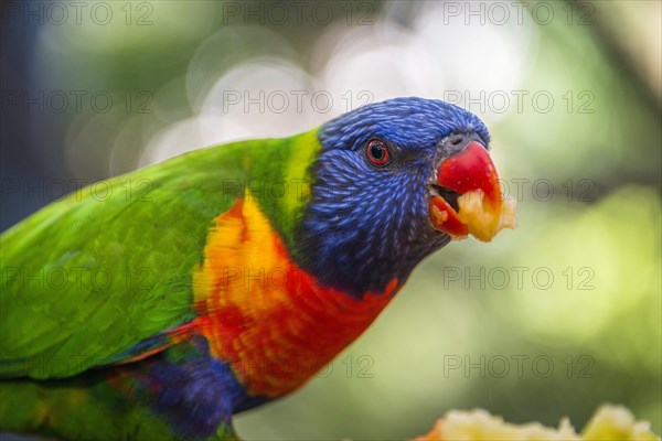 Swainson's Lorikeet (Trichoglossus haematodus moluccanus)