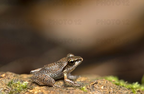 Boulenger's Madagascar Frog (Gephyromantis boulengeri)