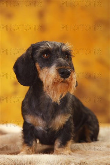 Little Grey-haired Dachshund