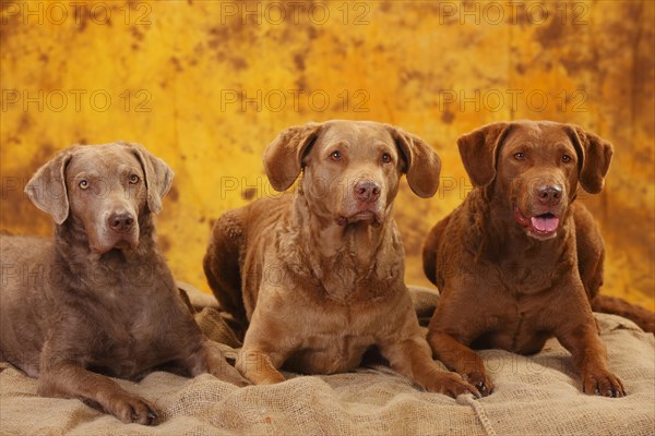 Chesapeake Bay Retriever