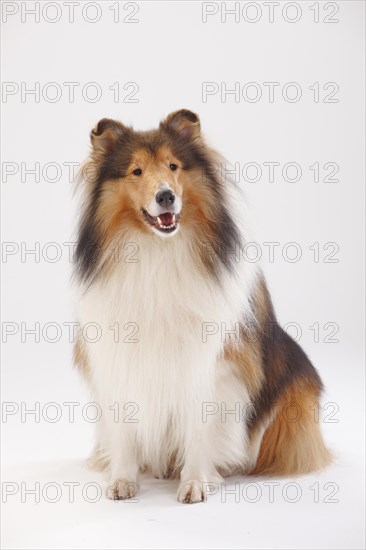 Longhair collie