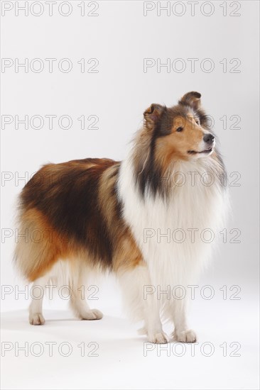 Longhair collie