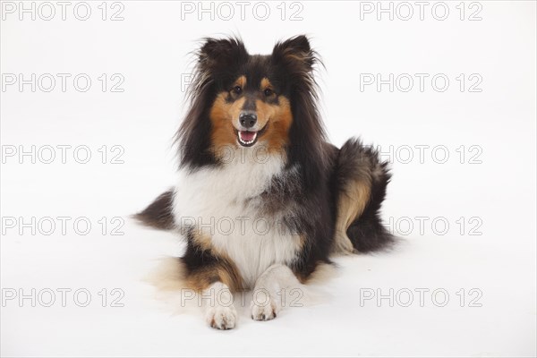 Longhair collie