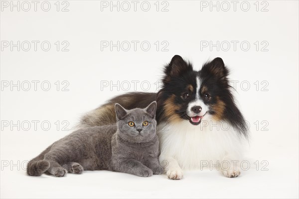 British Shorthair and mixed breed dog