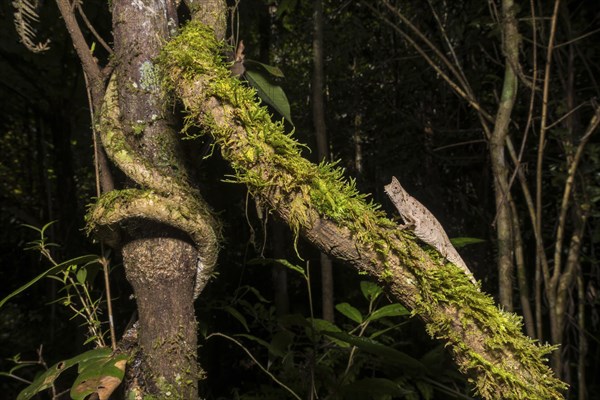 Earth chameleon (Brookesia superciliaris)