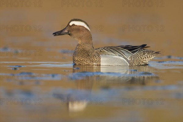 Garganey (Anas querquedula)