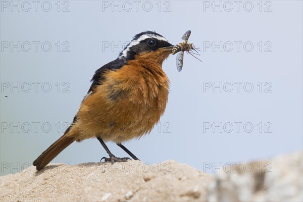 Moussier's Redstart (Phoenicurus moussieri)