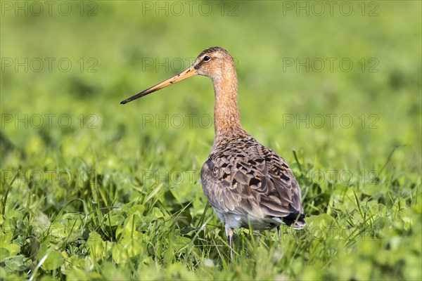 Black-tailed godwit (Limosa limosa) on meadow