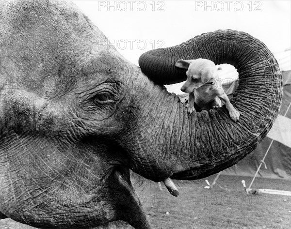 Elephant with dog in trunk