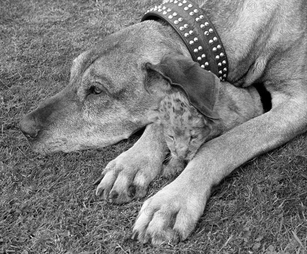 Dog with small lion