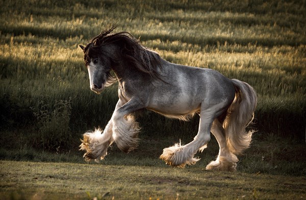 Cold-blood Tinker horse gallops dynamically