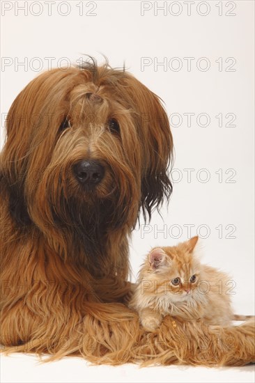Briard or Berger de Brie