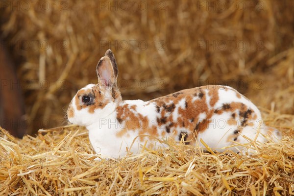 Dwarf Rex rabbit