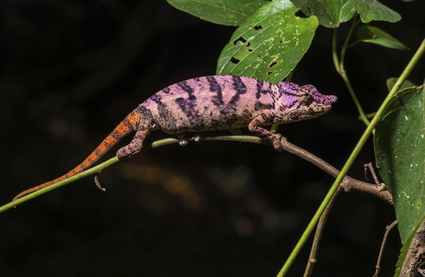 Rhinoceros chameleon (Furcifer rhinoceratus)