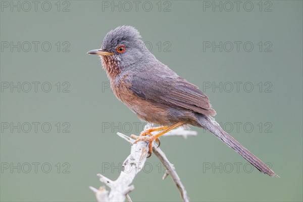 Dartford Warbler (Sylvia undata)