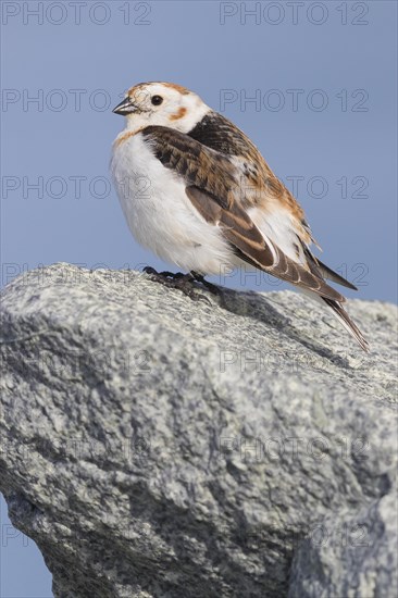 Snow Bunting (Plectrophenax nivalis insulae)