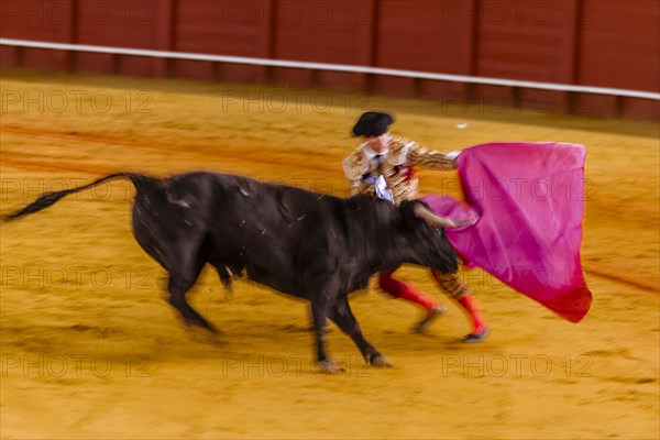 Racing bull with matador