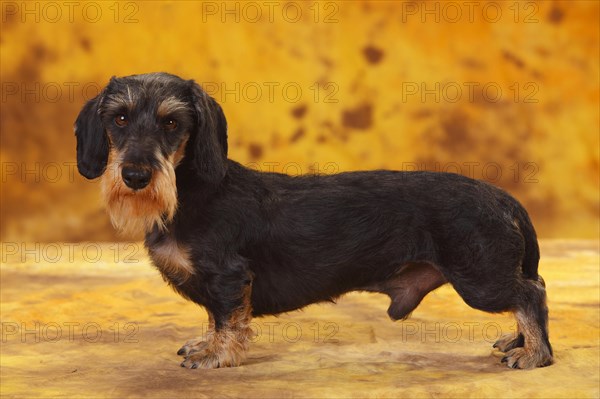 Little Grey-haired Dachshund