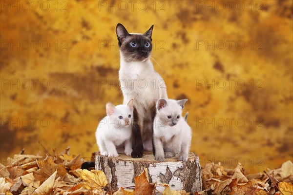 Siamese cats old type