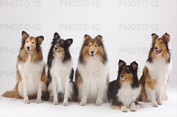 Longhair collies