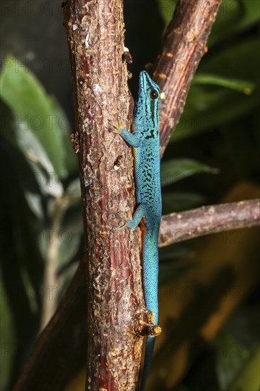 William's dwarf gecko (Lygodactylus williamsi)