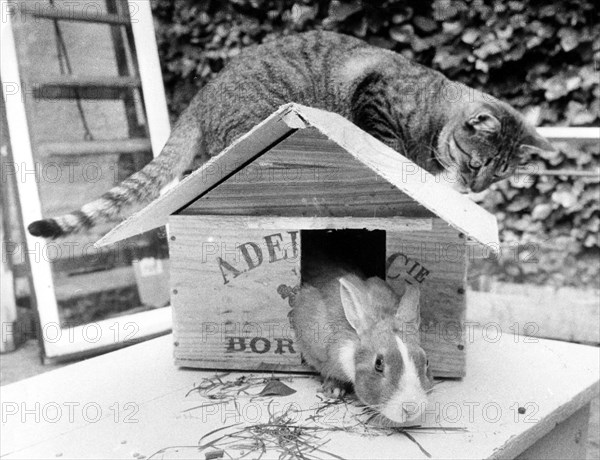 Cat sits on hare cage