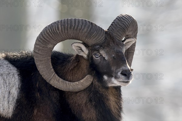 European mouflon (Ovis orientalis musimon)