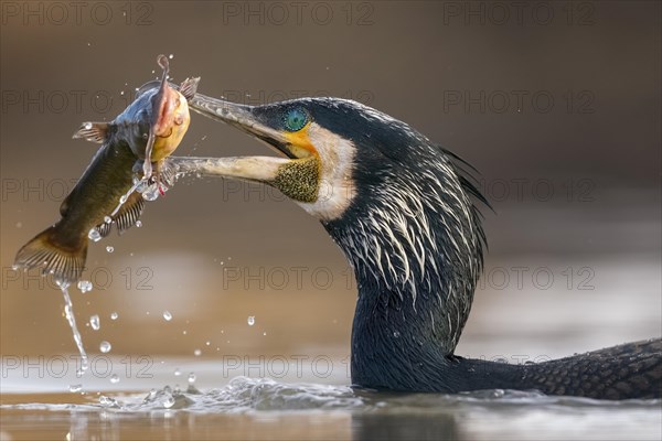 Great cormorant (Phalacrocorax carbo) Portrait