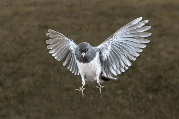 Dark-eyed junco (Junco hyemalis) flying